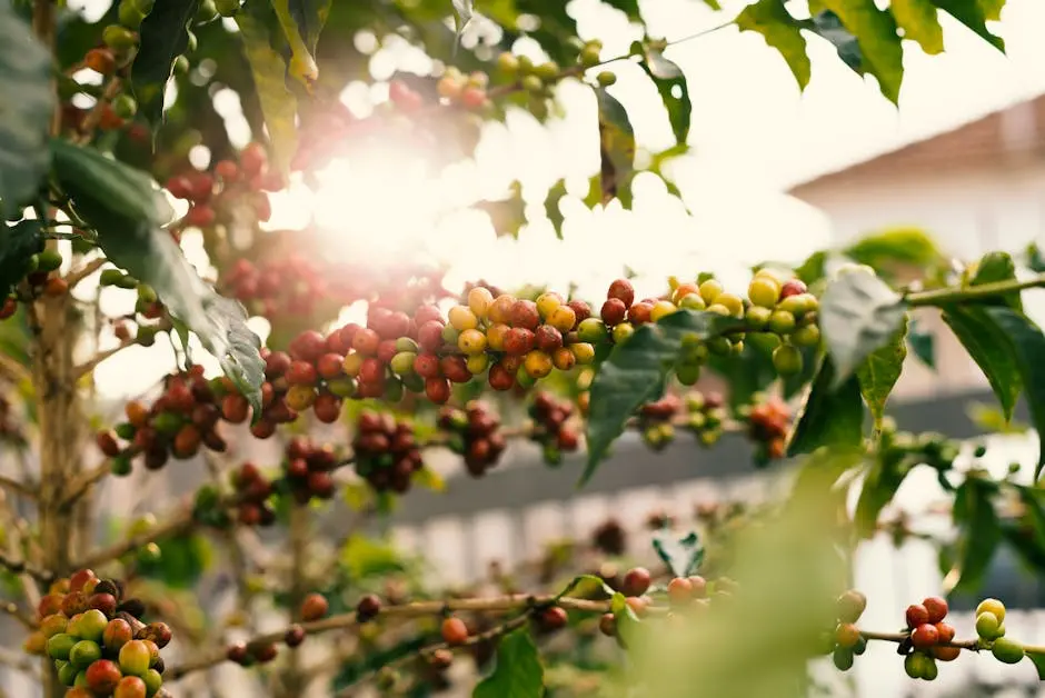 What is Coffee Variety and Why is it Important?