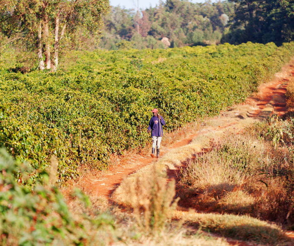 OWEMBA - UGANDA