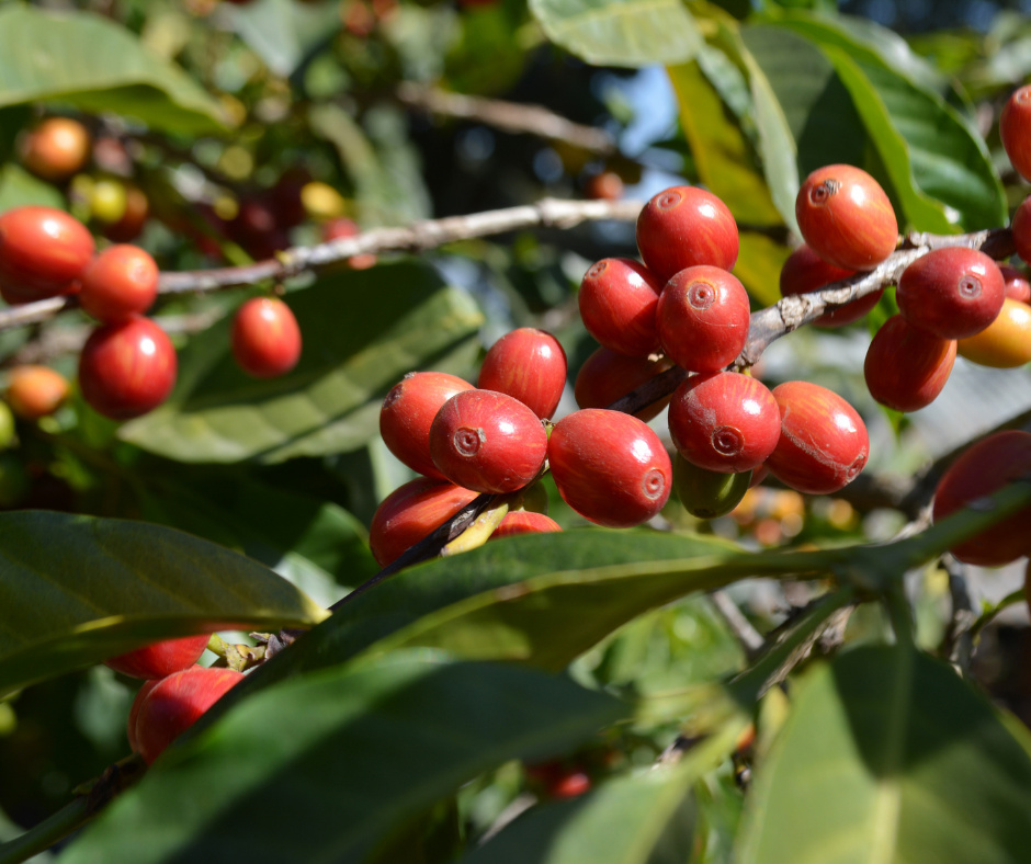 Cameroon Boyo Coffee