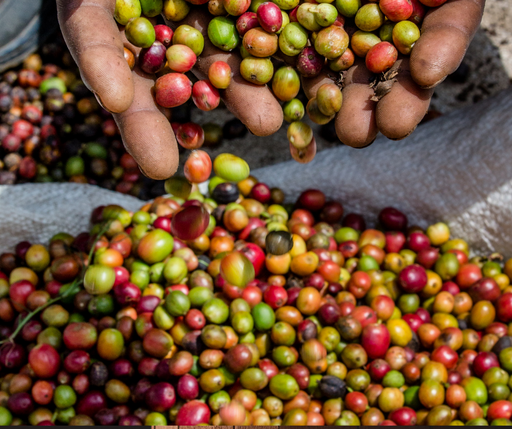 Cameroon Boyo Coffee