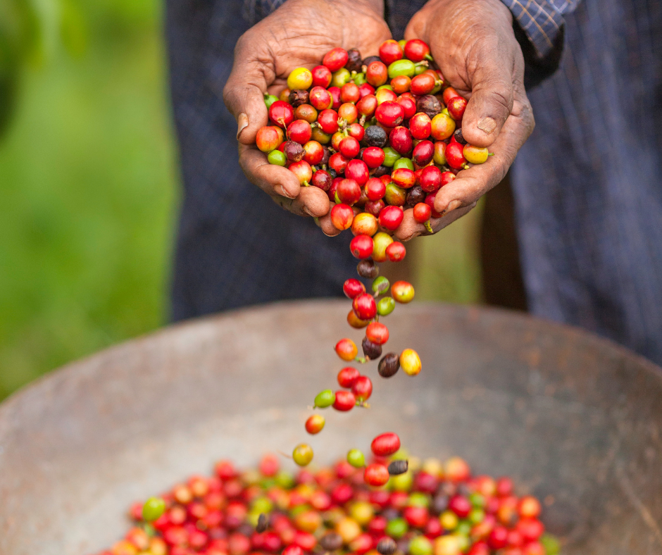 OWEMBA - UGANDA